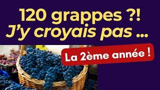 Vignes : 120 grappes sur 5 vignes la 2ème année, résultat de la taille et de l'engrais liquide